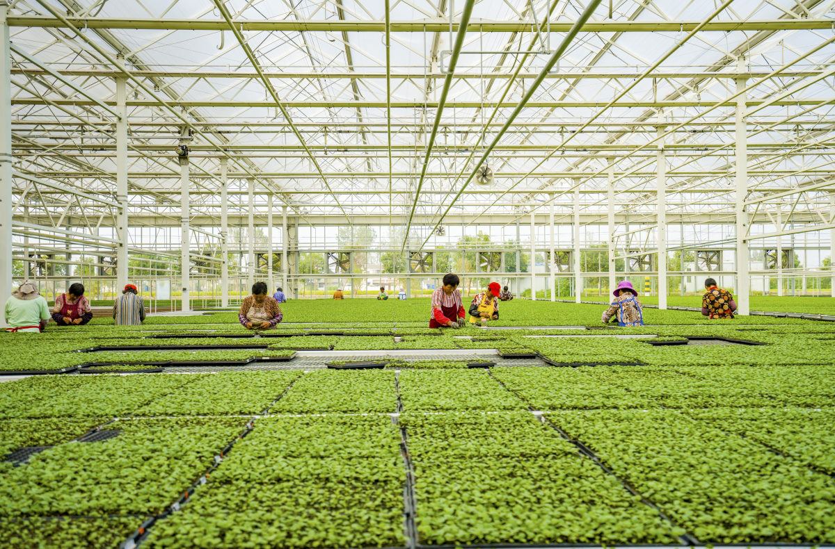 美翻了我的村第71期 | 江蘇省高郵市金港村：處處皆美景 戶(hù)戶(hù)展新顏